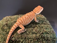 a bearded dragon sitting on top of moss