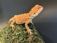 a bearded dragon sitting on top of moss