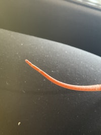 a long orange cord hanging from the seat of a car