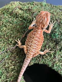 a bearded dragon is sitting on top of a moss house