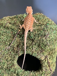 a bearded dragon sitting on top of a moss house