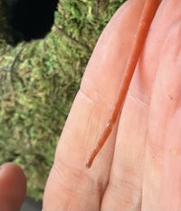 a person's hand holding a small red worm