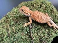 a bearded dragon sitting on a moss covered rock