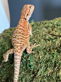 a bearded dragon sitting on top of a mossy tree
