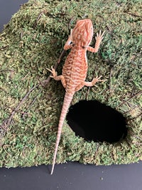 a bearded dragon sitting on top of a moss covered tree stump