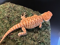 a bearded dragon sitting on top of moss