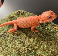 a red lizard sitting on top of moss