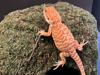 a bearded dragon sitting on top of moss