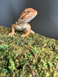 a bearded dragon on a mossy branch