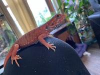 a red lizard sitting on top of a black hat