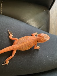 an orange lizard is sitting on a person's leg