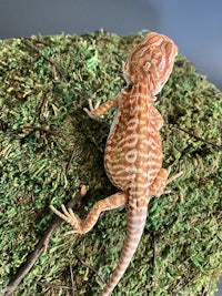 a red and white bearded lizard on a mossy rock