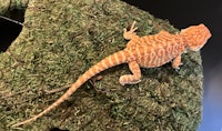 a bearded lizard sitting on top of moss