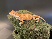 a bearded dragon sitting on top of moss
