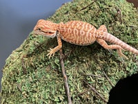 a red and white bearded lizard on a moss covered branch