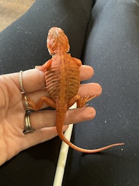 a person holding an orange lizard in their hand