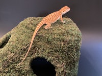 a bearded dragon sitting on top of a moss covered tree stump