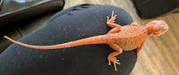 an orange lizard sitting on a person's leg