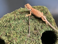 a bearded dragon sitting on top of a moss house