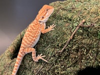 an orange and white bearded lizard on top of a mossy log