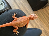 an orange lizard sitting on a person's leg
