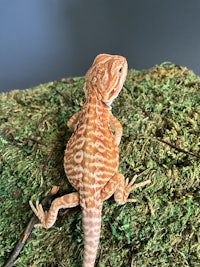 an orange and white bearded lizard on a mossy branch