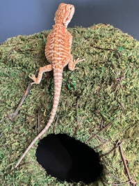 a bearded dragon in a moss house