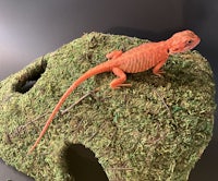 a red lizard sitting on top of a moss covered skull