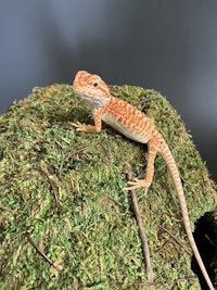 a lizard sitting on top of a moss ball