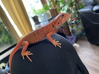 a red lizard sitting on top of a person's head